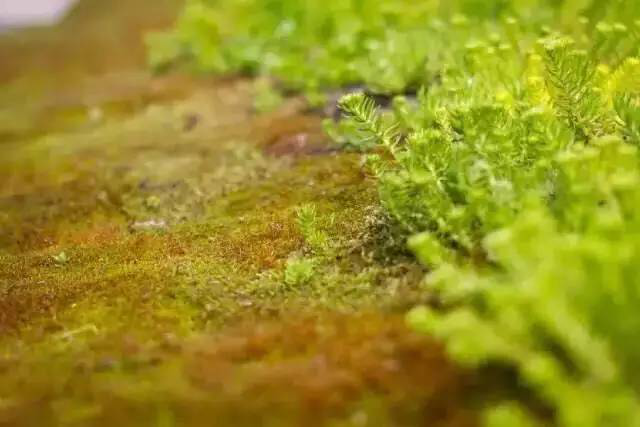 pp���ӡ�(�й�)�ٷ���վ